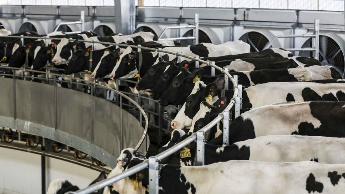 Kevesebb gyermek születik, nem fogy a tej, drasztikus helyzetben a termelők