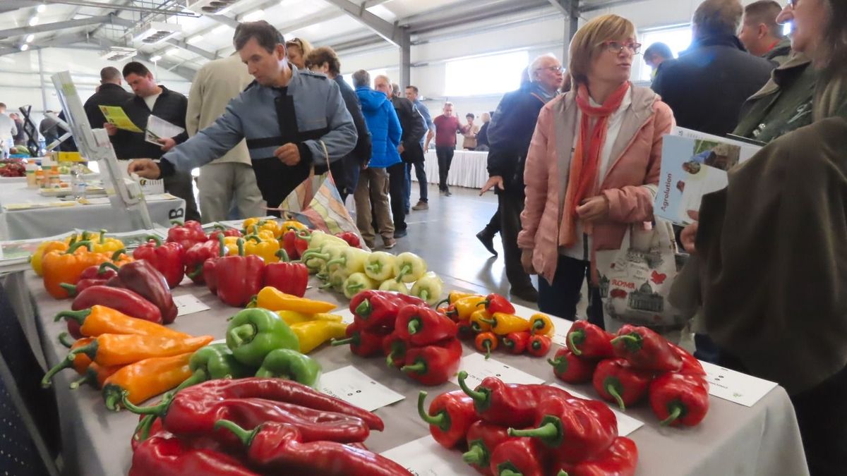 A paprika és a paradicsom is megszenvedte a forróságot – az uniós szabályok sem segítettek