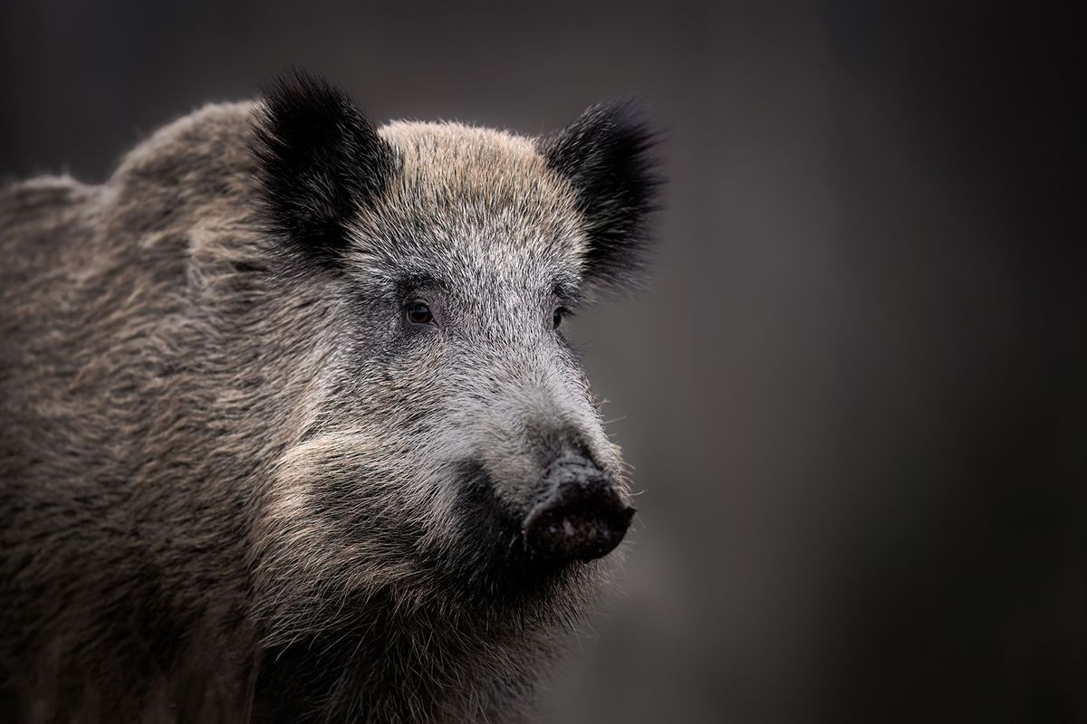 Wild,Boar,Close,Up,(,Sus,Scrofa,)
vaddisznó, baleset, M7 autópálya