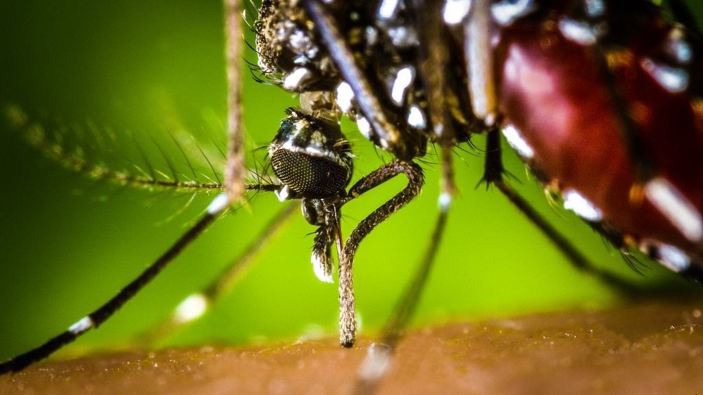 The proboscis of an Aedes albopictus mosquito feeding on human blood. This mosquito, also known as the Asian Tiger Mosquito, is a known West Nile Virus vector. Photo by James Gathany, Centers for Disease Control 
Paris, France 

CDC/PHANIE (Photo by CDC / Phanie / Phanie via AFP)