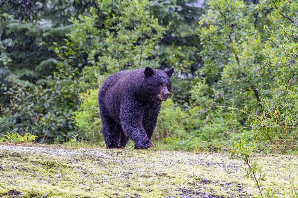 Adult American black bear (Ursus americanus) near Mendenhall Glacier, Southeast Alaska, United States of America, North America