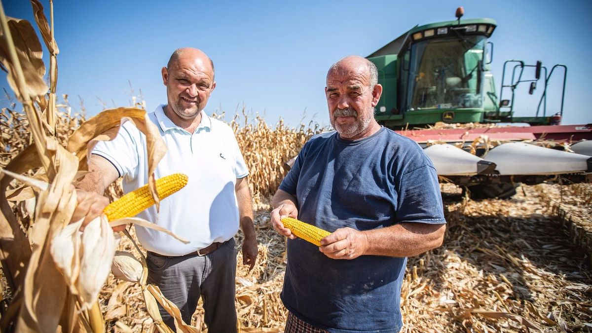 Lehet öröm is a sok eső: a mezőgazdaságnak jól jött a csapadék
