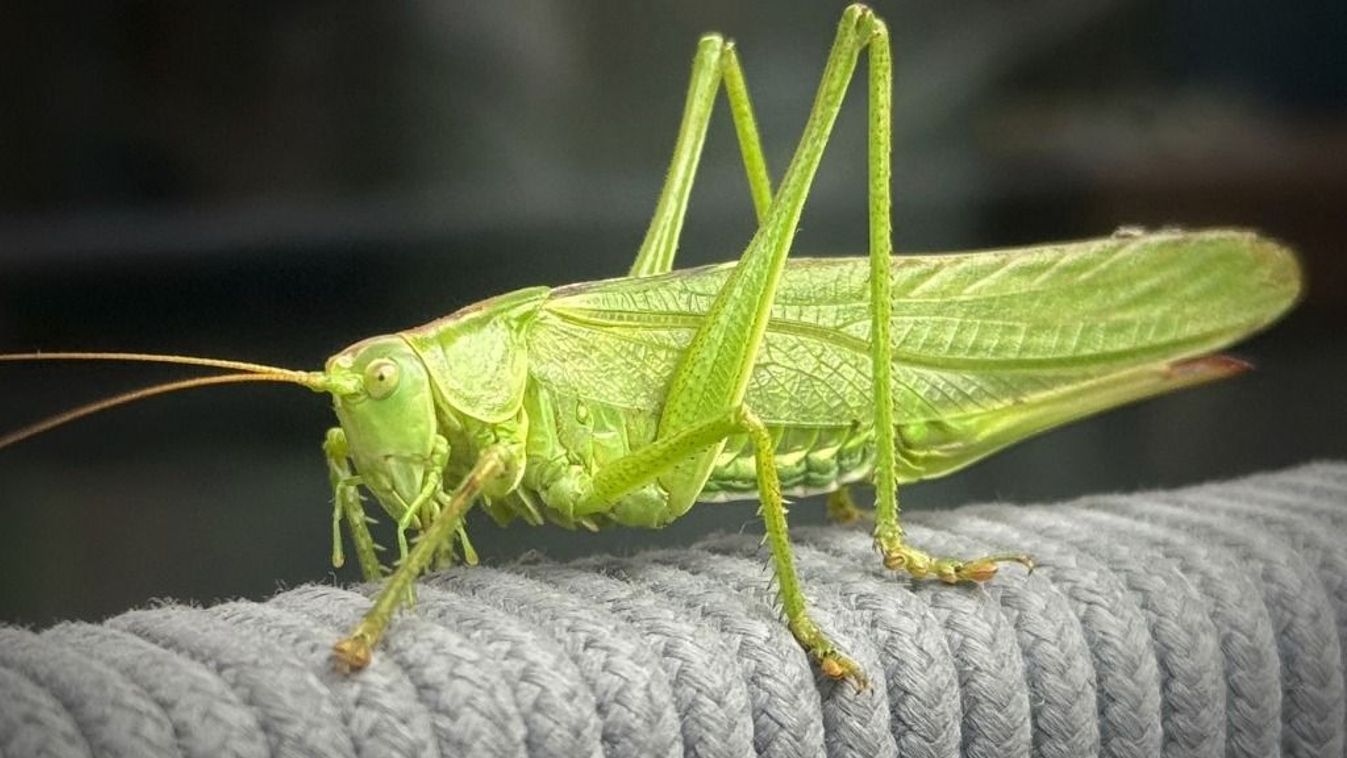 Green grasshopper.