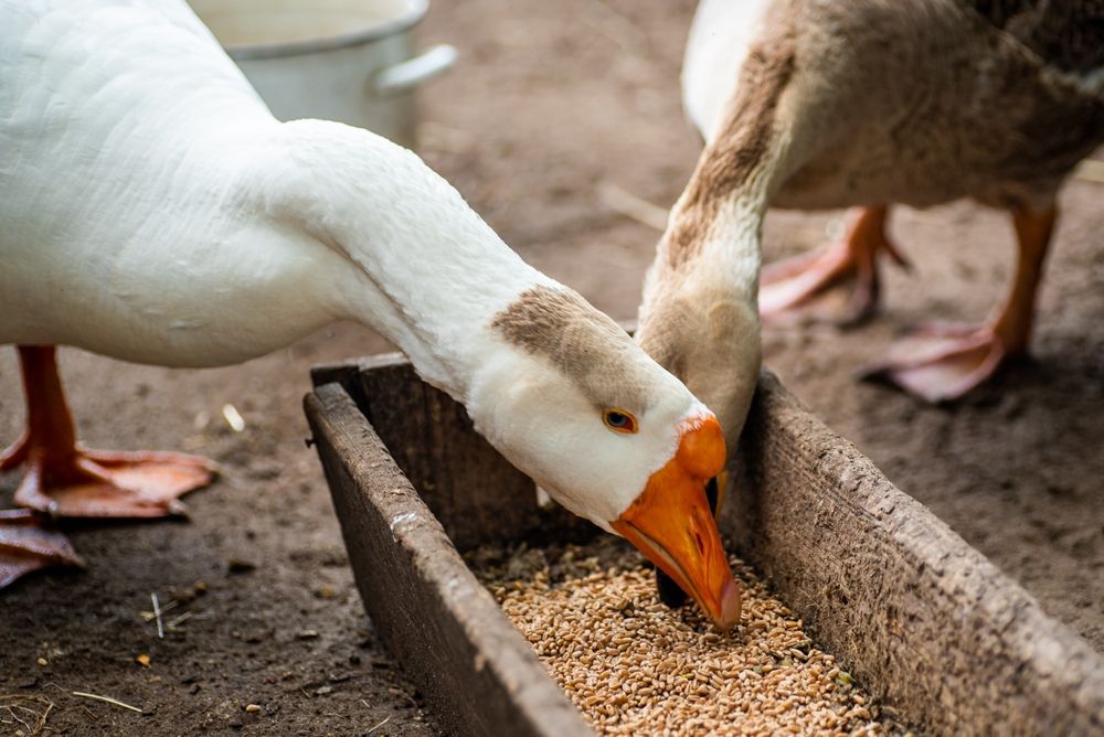 The,Goose,Eats,Grain,From,A,Trough,,Close-up, víziszárnyasok