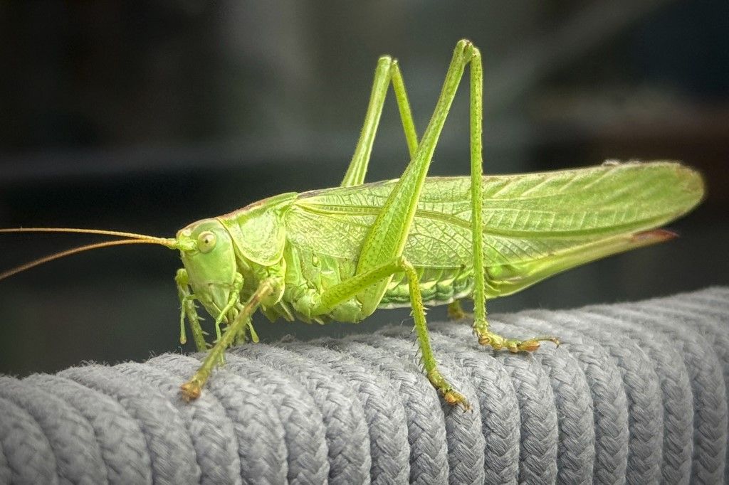 Green grasshopper.