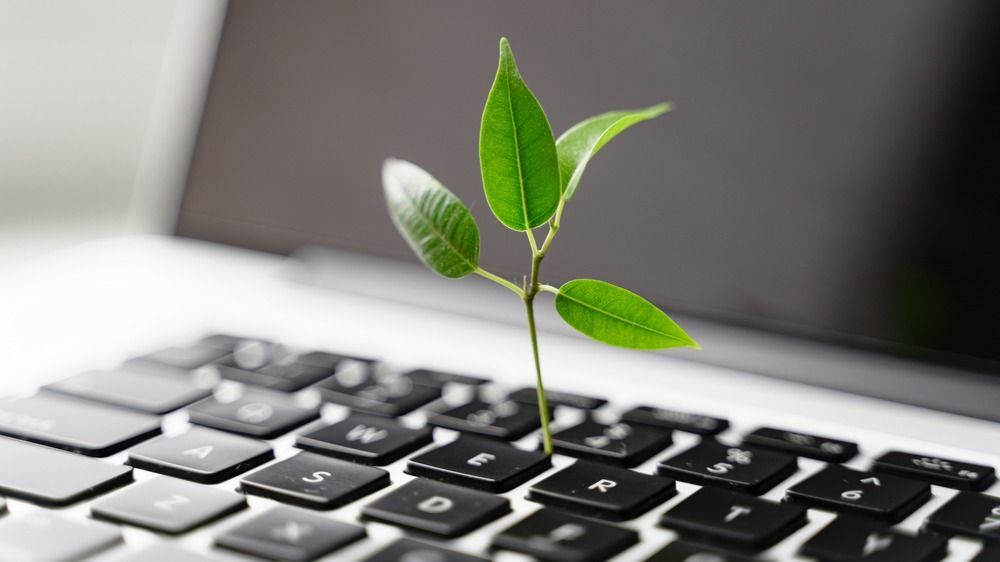 Laptop,Keyboard,With,Plant,Growing,On,It.,Green,It,Computing