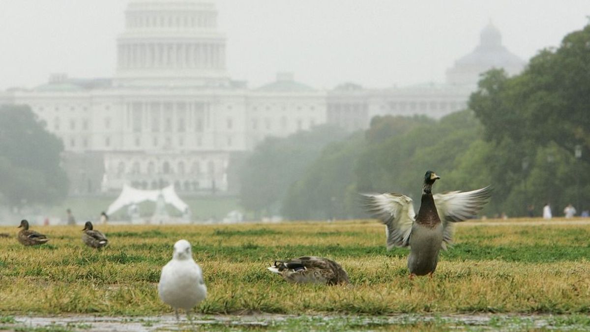 Oltásért könyörögnek az amerikai gazdák a madárinfluenza ellen