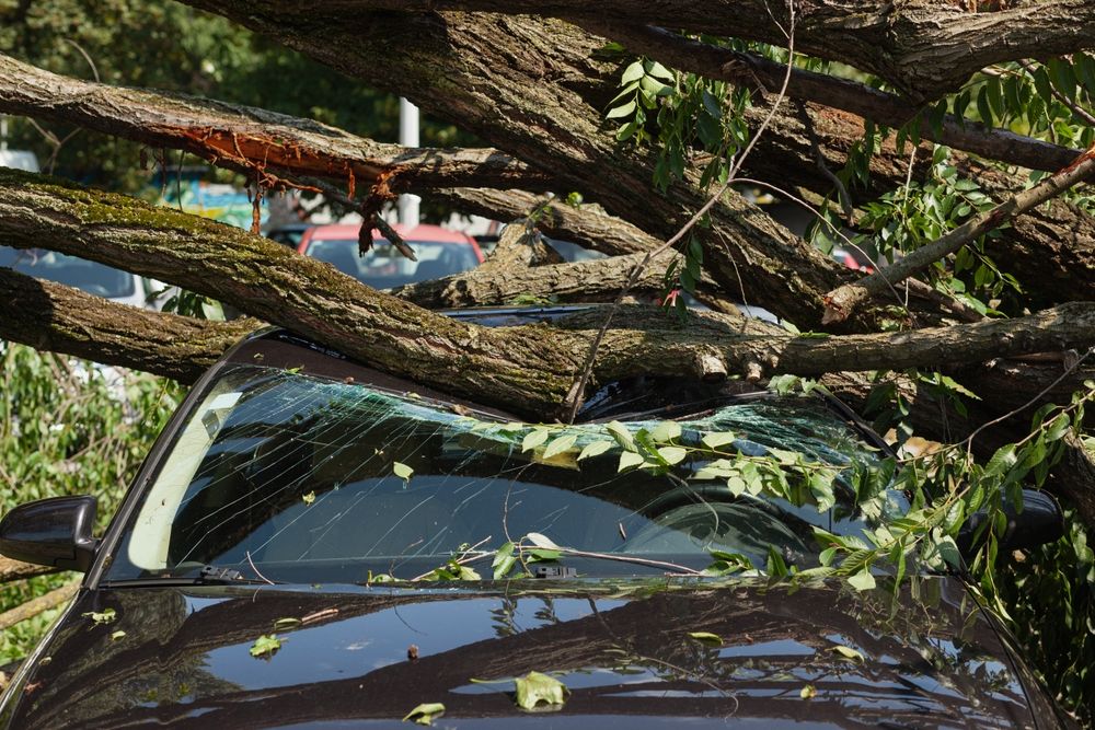 Car,Destroyed,Under,Fallen,Tree,After,Big,Storm, árvíz, viharkár, vihar