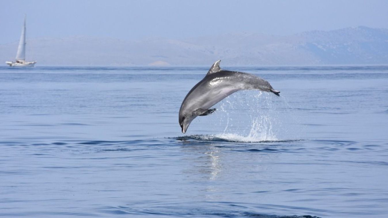 Jumping,Dolphin,Over,Water,In,Croatia