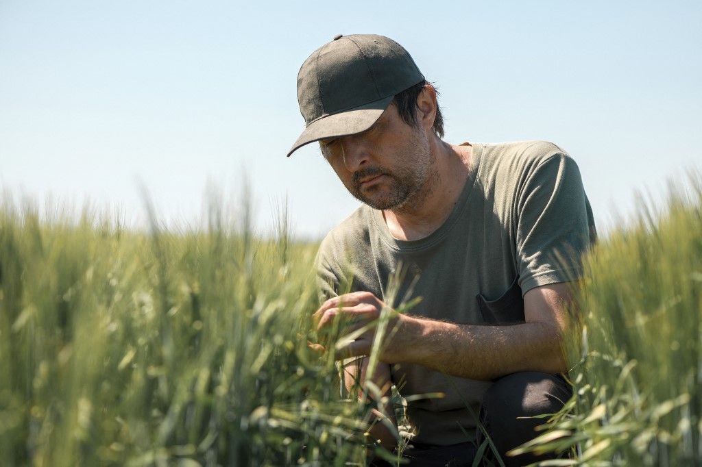 Farmer examining unripe barley (Hordeum Vulgare) crop. (Photo by IGOR STEVANOVIC/SCIENCE PHOTO LI / IST / Science Photo Library via AFP)