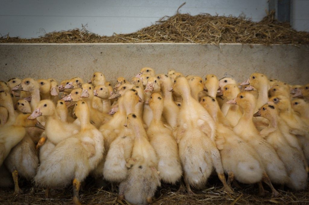 FRANCE - AVIAN INFLUENZA, 2ND DUCK VACCINATION CAMPAIGN LAUNCHED, Újabb vármegyékben ütötte fel a fejét a madárinfluenza