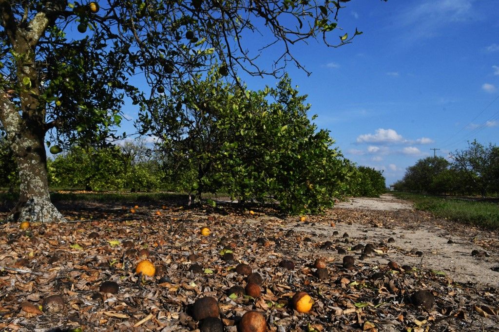 Aftermath of Hurricanes Ian and Nicole in Florida Milton hurrikán