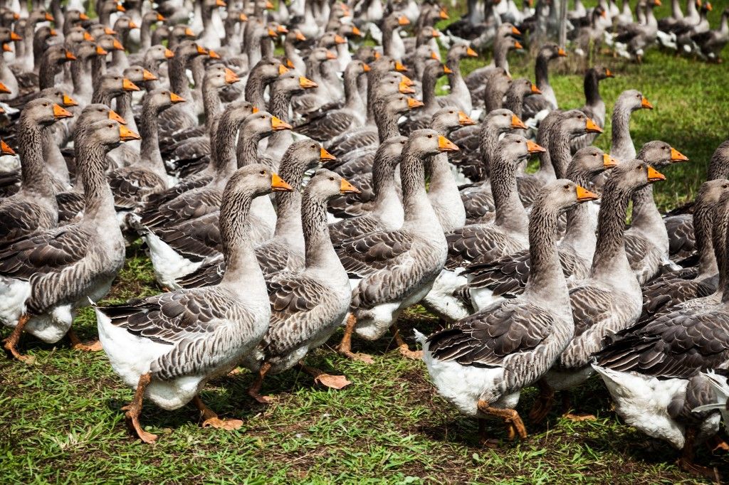 FRANCE - LABOUR - INTERPROFESSIONAL SECTOR OF FOIE GRAS PALMIPEDS, Bács-Kiskun vármegyét is megtámadta a madárinfluenza