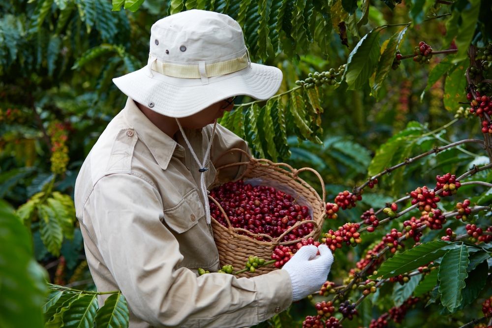 Vietnám In,The,Man's,Hand,Is,A,Bamboo,Basket,Full,Of