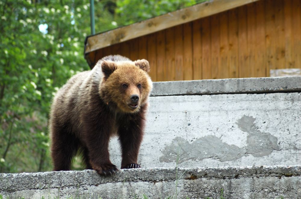 The,Brown,Bear,(ursus,Arctos),Is,A,Carpathian,Wilderness,Icon
medve