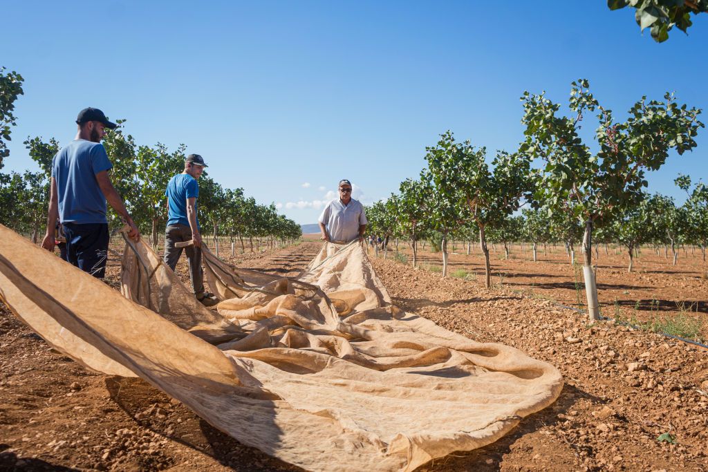 Pistachio Cultivation In Castilla - La Mancha
CIUDAD REAL, CASTILLA LA-MANCHA, SPAIN - SEPTEMBER 21: Pistachio harvest at a farm on September 21, 2022, in Ciudad Real, Castilla La Mancha, Spain. Castilla-La Mancha has more than 80% of the pistachio crop in the whole country and is a great reference because its climatic conditions are very favorable for this nut. Currently, Ciudad Real is home to the largest pistachio processing plant in Europe, inaugurated at the beginning of September in the municipality of Argamasilla de Alba and with a production capacity of up to six million kilos of pistachios. Pistachios are harvested from the end of August and can last until September or October, when the ripening cycle closes with the later varieties. After they are harvested, they are peeled and spread out in drying machines for a few days until they are packaged, among other processes. Many farmers have switched to working with pistachio due to its high economic profitability. (Photo By Patricia Galiana/Europa Press via Getty Images)