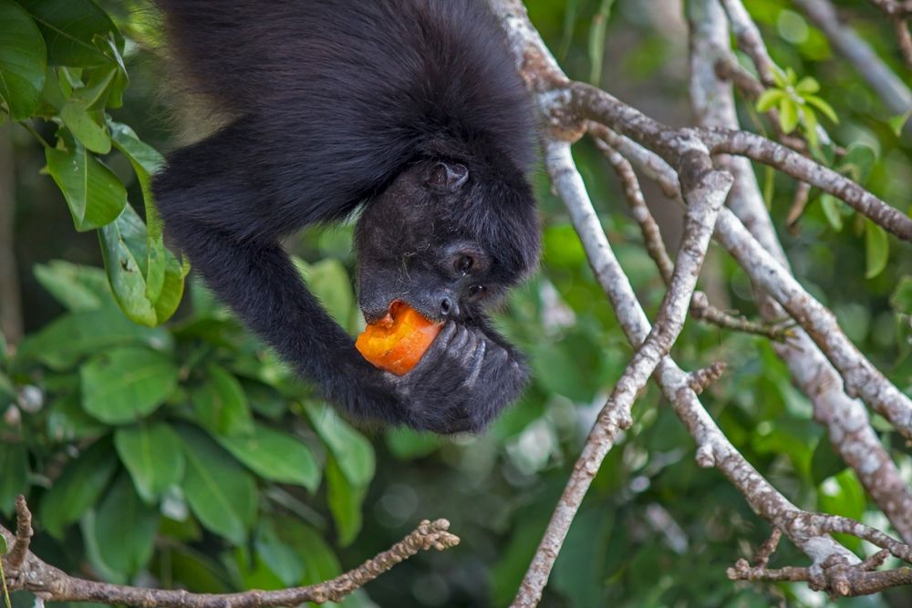 Spider,Monkey,Eating,A,Yam,Upside,Down,On,Monkey,Island