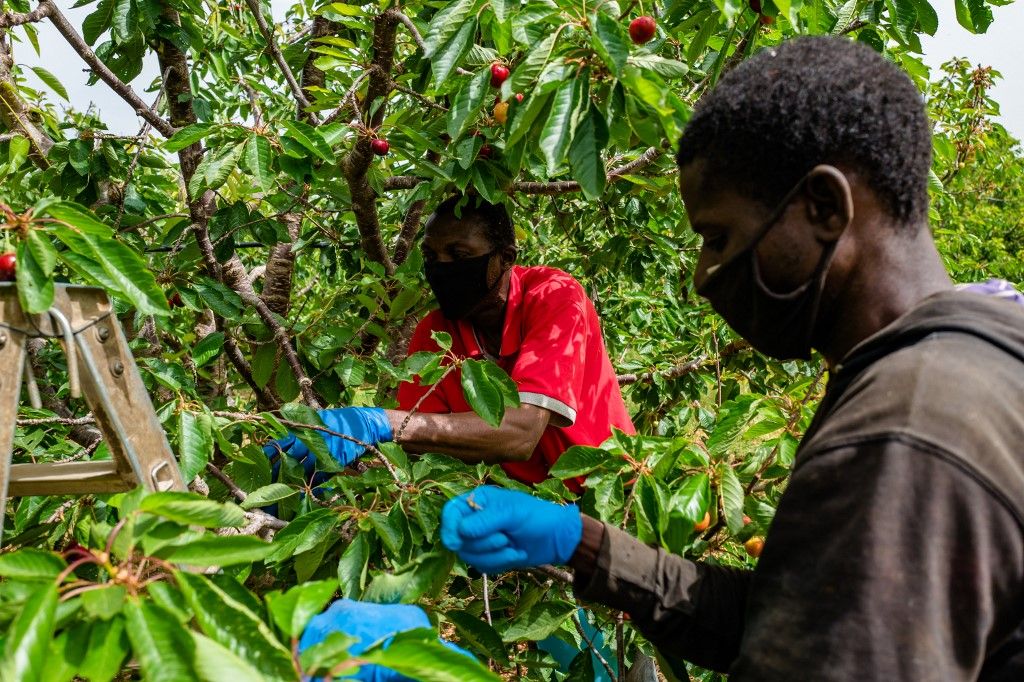 Cherry Picking In The Coronavirus Emergency Period