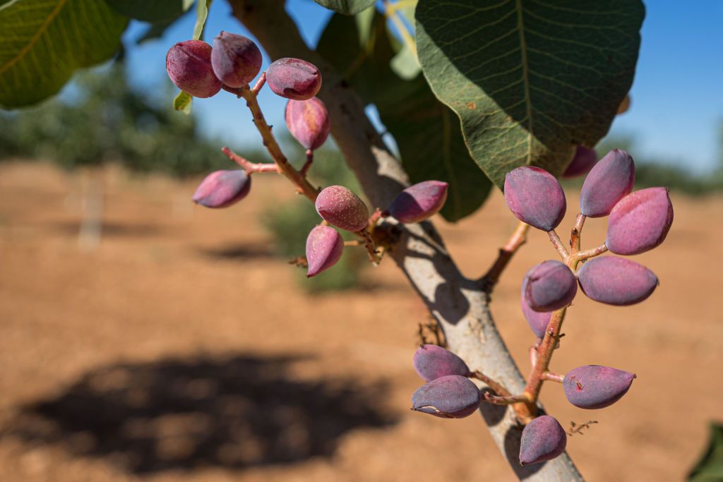 Pistachio Cultivation In Castilla - La Mancha
CIUDAD REAL, CASTILLA LA-MANCHA, SPAIN - SEPTEMBER 21: Pistachio harvest at a farm on September 21, 2022, in Ciudad Real, Castilla La Mancha, Spain. Castilla-La Mancha has more than 80% of the pistachio crop in the whole country and is a great reference because its climatic conditions are very favorable for this nut. Currently, Ciudad Real is home to the largest pistachio processing plant in Europe, inaugurated at the beginning of September in the municipality of Argamasilla de Alba and with a production capacity of up to six million kilos of pistachios. Pistachios are harvested from the end of August and can last until September or October, when the ripening cycle closes with the later varieties. After they are harvested, they are peeled and spread out in drying machines for a few days until they are packaged, among other processes. Many farmers have switched to working with pistachio due to its high economic profitability. (Photo By Patricia Galiana/Europa Press via Getty Images)