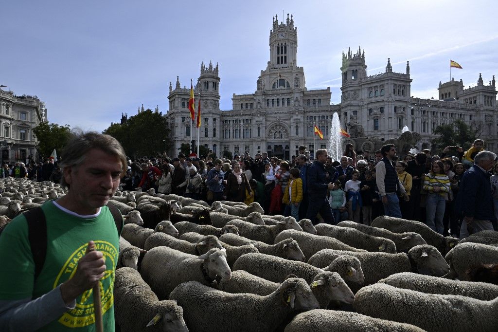 Transhumance in Madrid