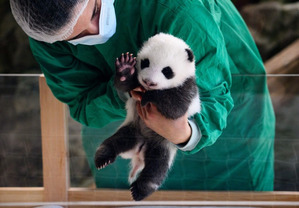 Panda offspring at Zoo Berlin