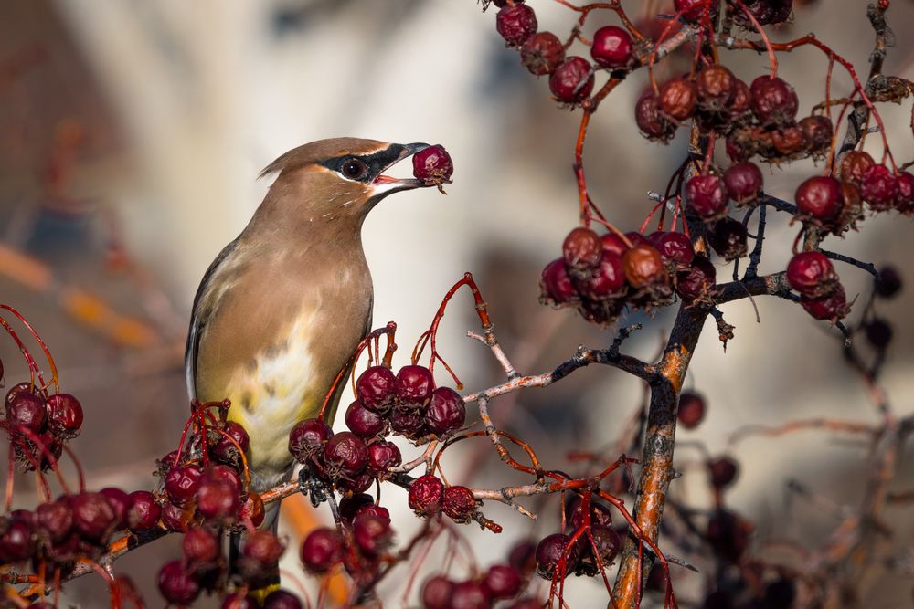 Cedar,Waxwing,Bombycilla,Cedrorum,Bird,Eating,Berries,On,A,Tree