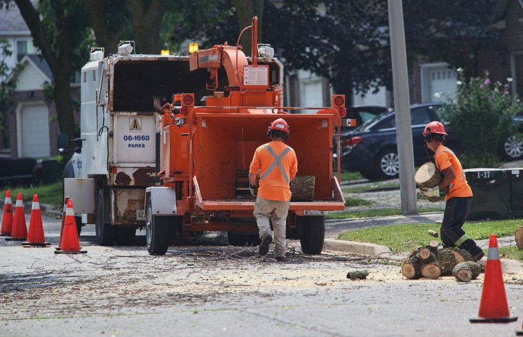 Daily Life In Canada
City workers put wood into a wood chipper from a freshly cut down tree that was infested with Asian long-horned beetles in Toronto, Ontario, Canada, on August 8, 2013. Hundreds of trees are being cut down in an attempt to control the invasive insects. (Photo by Creative Touch Imaging Ltd./NurPhoto) (Photo by Creative Touch Imaging Ltd / NurPhoto / NurPhoto via AFP) Migráció