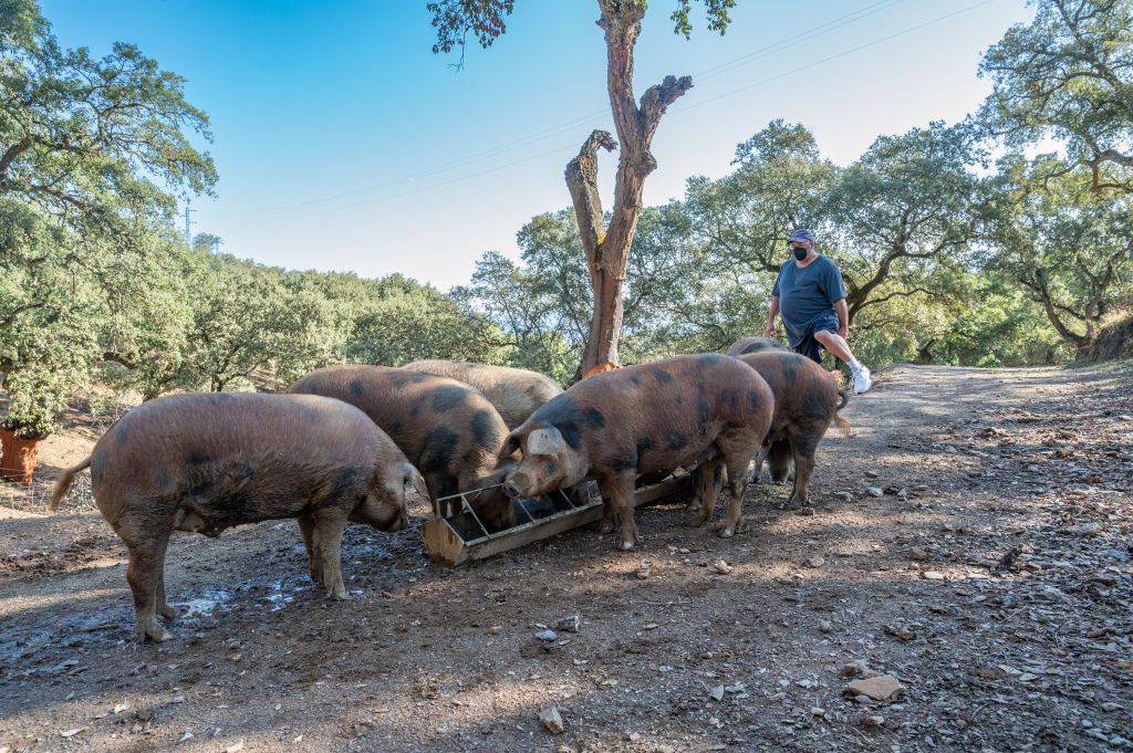 Production of iberian ham (cured ham), Puerto Gil, Spain