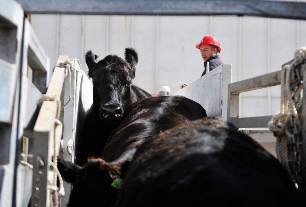 This photo taken on April 15, 2018 shows workers transferring beef cattles imported from Australia at a port in Qingdao, east China's Shandong province. China's trade surplus with the United States surged 19.4 percent on-year in the first quarter, data showed on April 13, as trade tensions between the world's two largest economies simmer. (Photo by AFP) / China OUT Marhahús