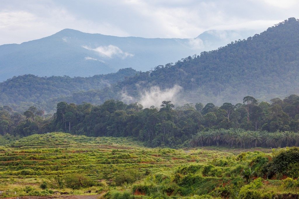 Forest along the runway, primary forest replaced by oil palm plantations, Destruction of natural environments, Tabin Nature Reserve, Sabah, Malaysia, Northern Borneo, Southeast Asia (Photo by Sylvain Cordier / Biosgarden / Biosphoto via AFP)
