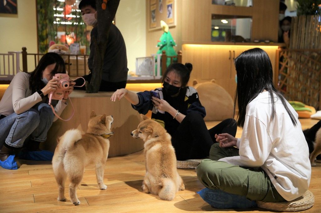 Liaoning Shiba Inu Café draws attention Házi kedvenc