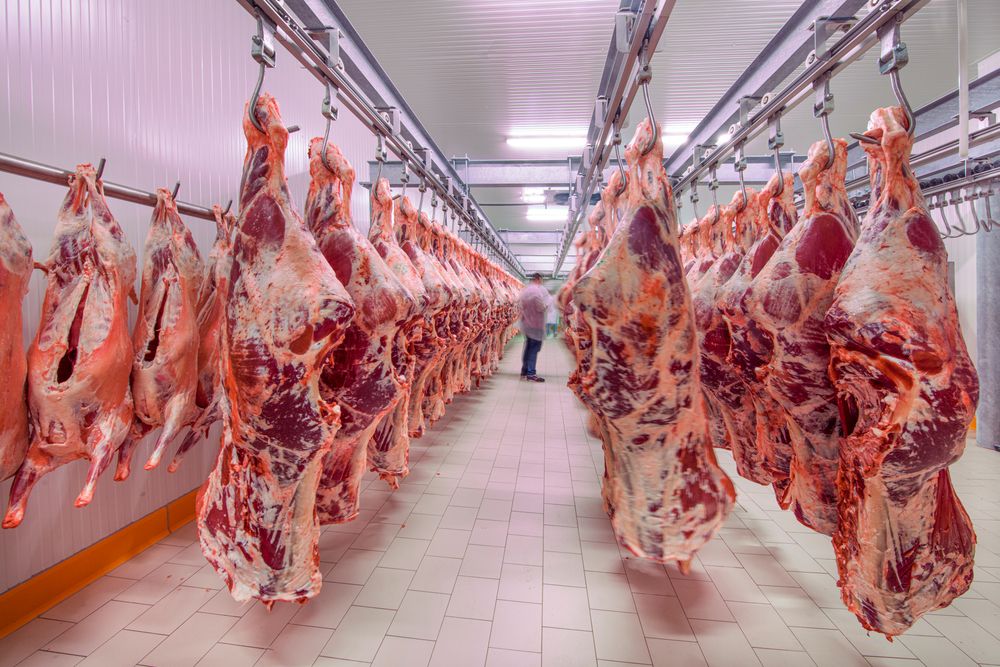 Meat,Industry,meats,Hanging,In,The,Cold,Store.,Cattles,Cut,And marhahús