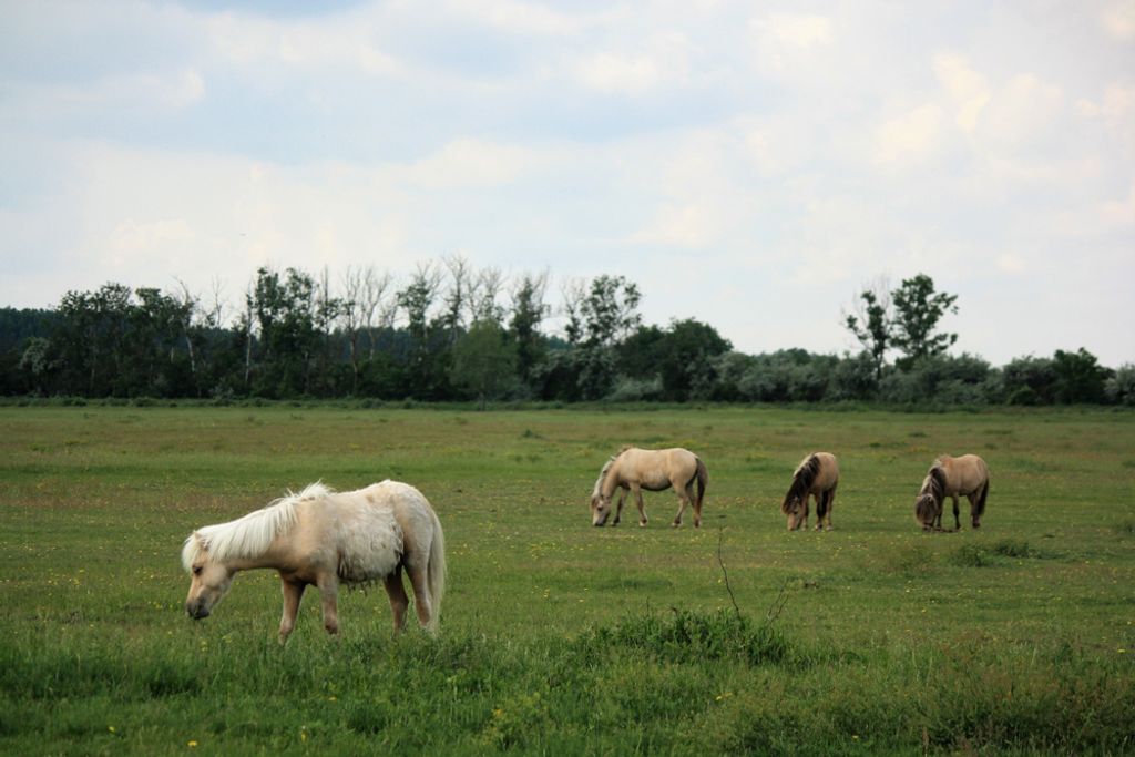 Hajdúszoboszló