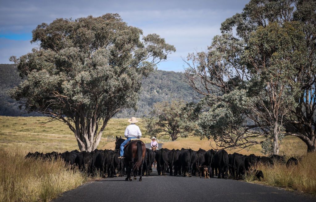 Cattle Farm As Farming in Australia Faces Slowdown Following Bumper Year
Farmers riding horses herd cattle down a road in the outskirts of Gunnedah, New South Wales, Australia, on Thursday, April 15, 2021. A year of bumper harvests has supercharged Australian farming, but the outlook for next season is less stellar with output value shrinking on lower prices and reduced volumes of crops and livestock. Photographer: David Gray/Bloomberg Marhahús