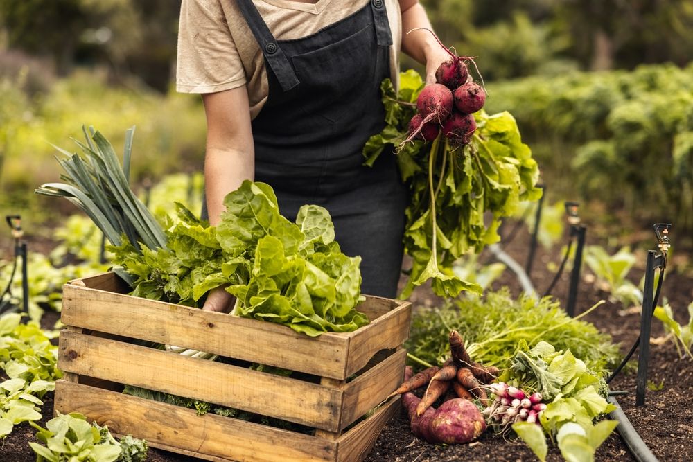 Female,Farmer,Arranging,Fresh,Vegetables,Into,A,Crate,On,Her, biogazdálkodás