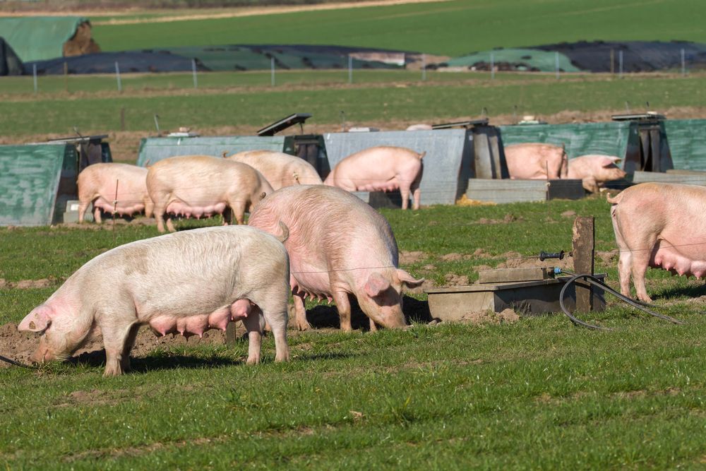 Pig,Farming,In,Northern,Germany, állattenyésztés