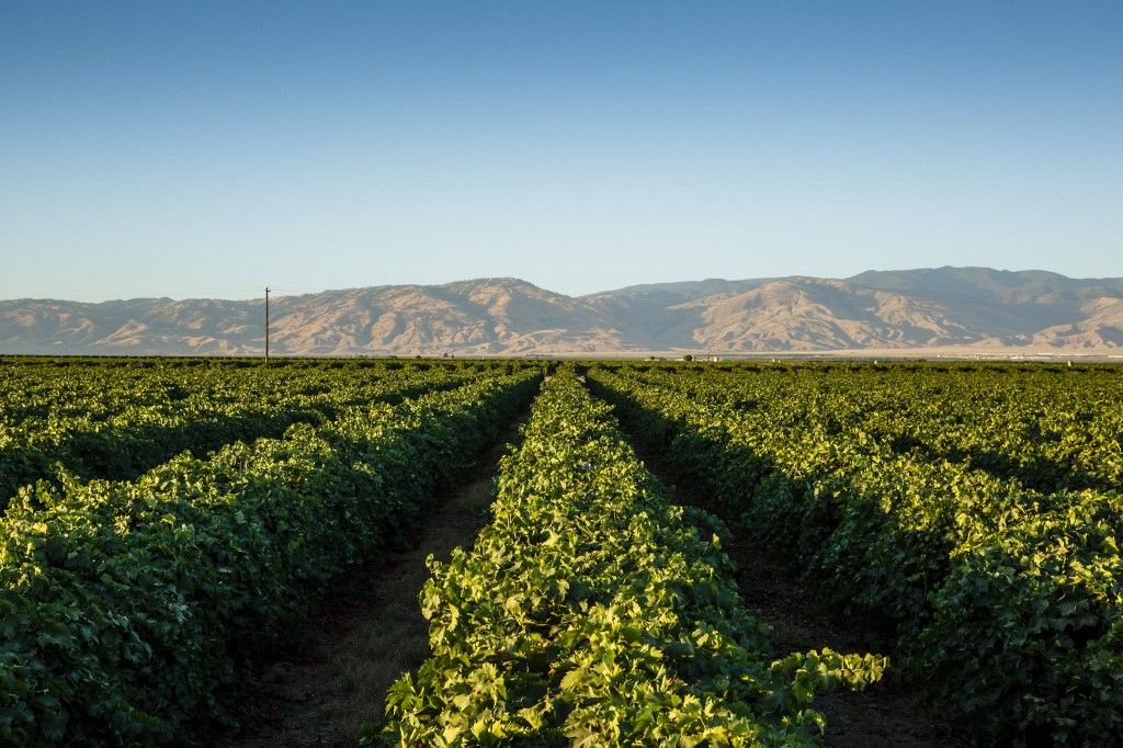 Vineyards in San Joaquin Valley, California, United States of America, North America