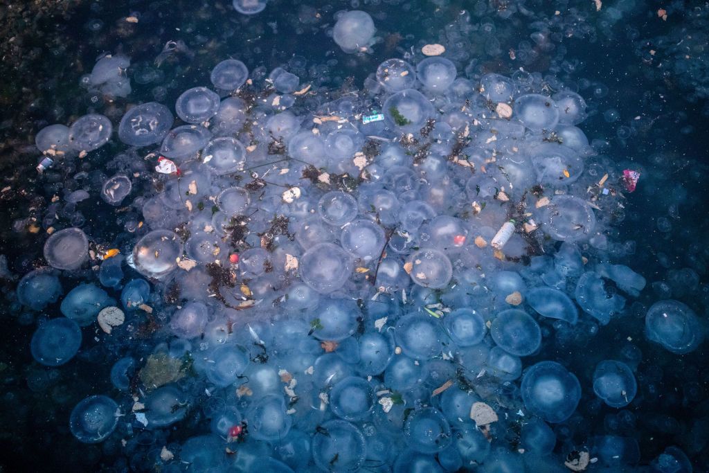 Jellyfish and waste seen washed up on the Moda shores of the