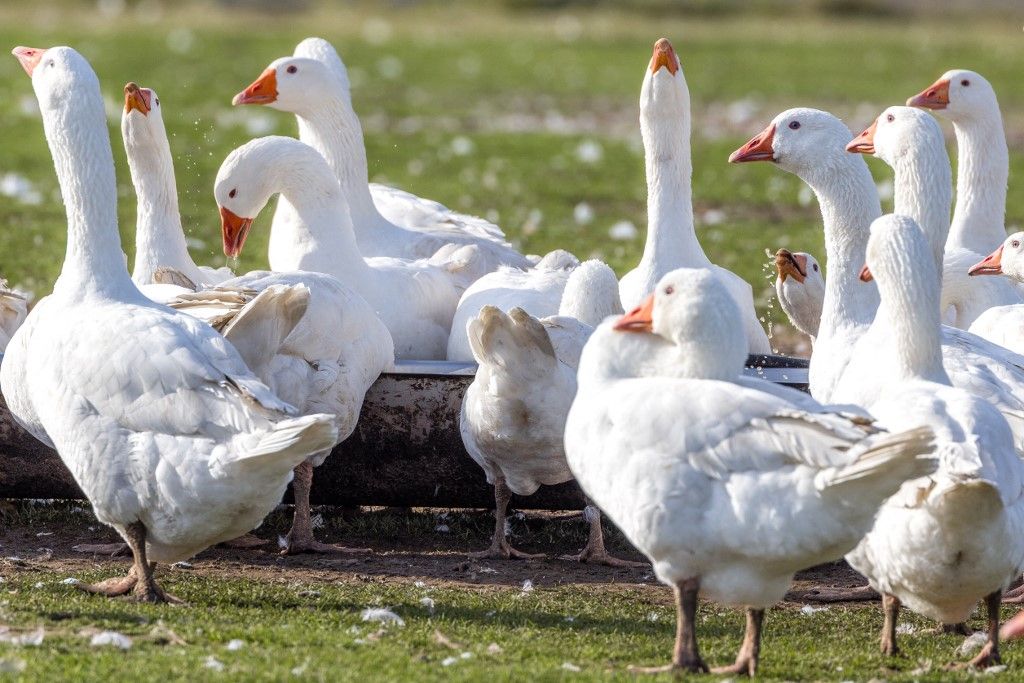 Geese at the Jämlitz poultry farm, madárinfluenza