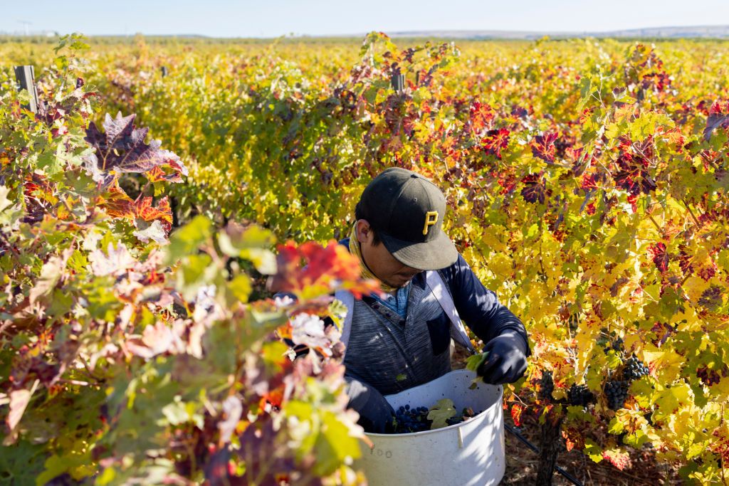 A Wine Grape Harvest In Washington