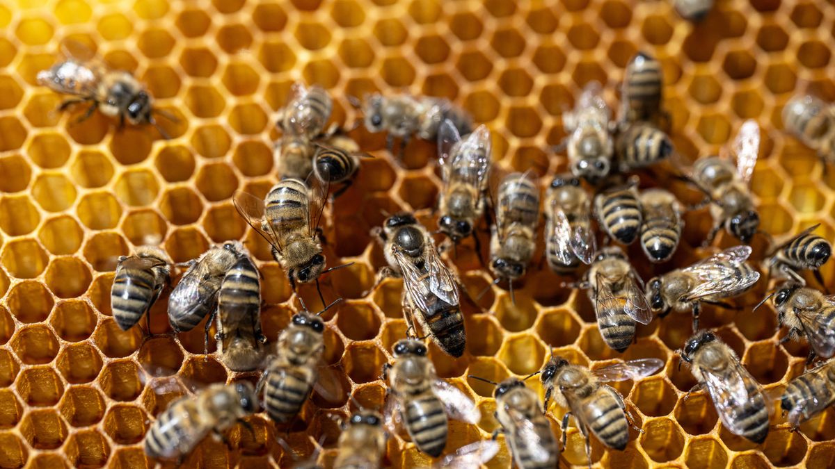 Hard work for pure honey production in Ankara méz