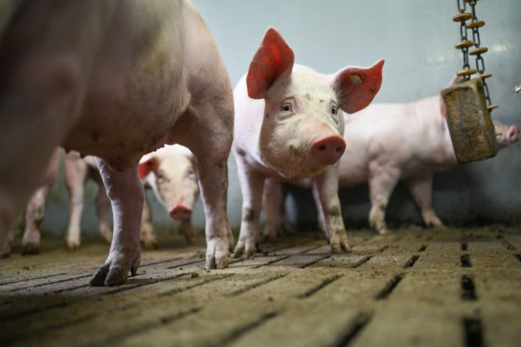 Pig farm, sertéshizlalás
