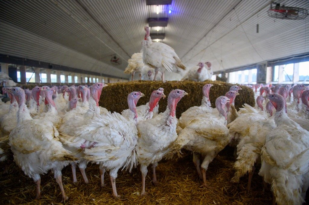 Turkey fattening