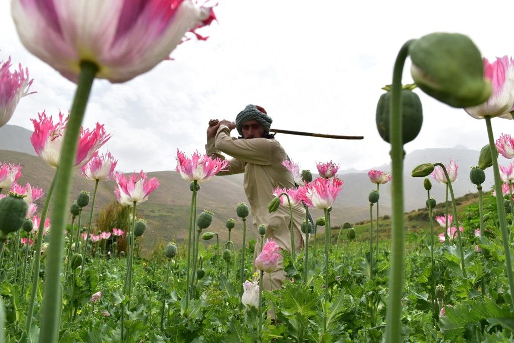 Operation to destroy drug farms continues in Afghanistan ópium