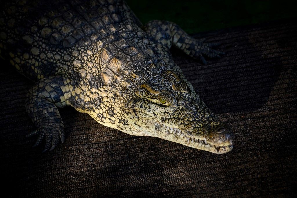 krokodil