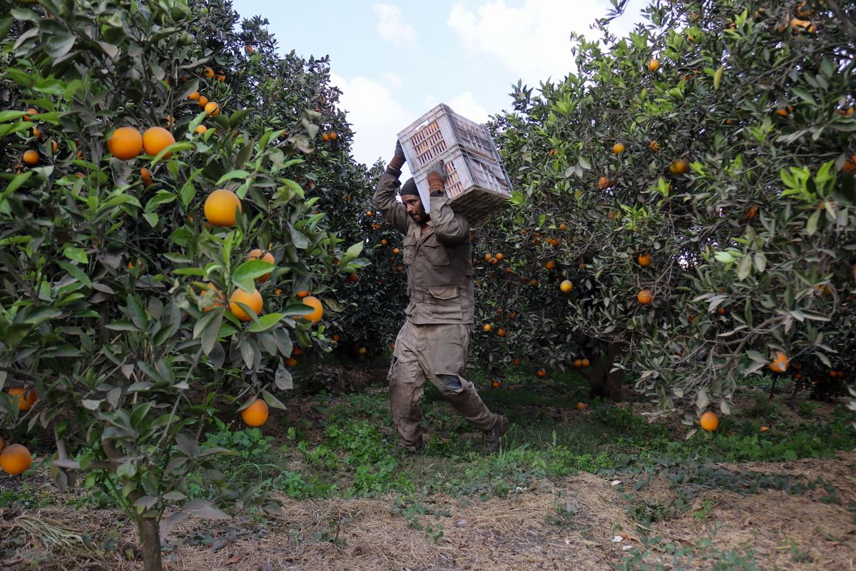 Orange Harvest In Toukh Village, Qalyubia