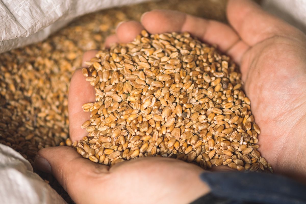 Wheat,Grains,On,The,Hands,Of,A,Farmer,Near,A búza