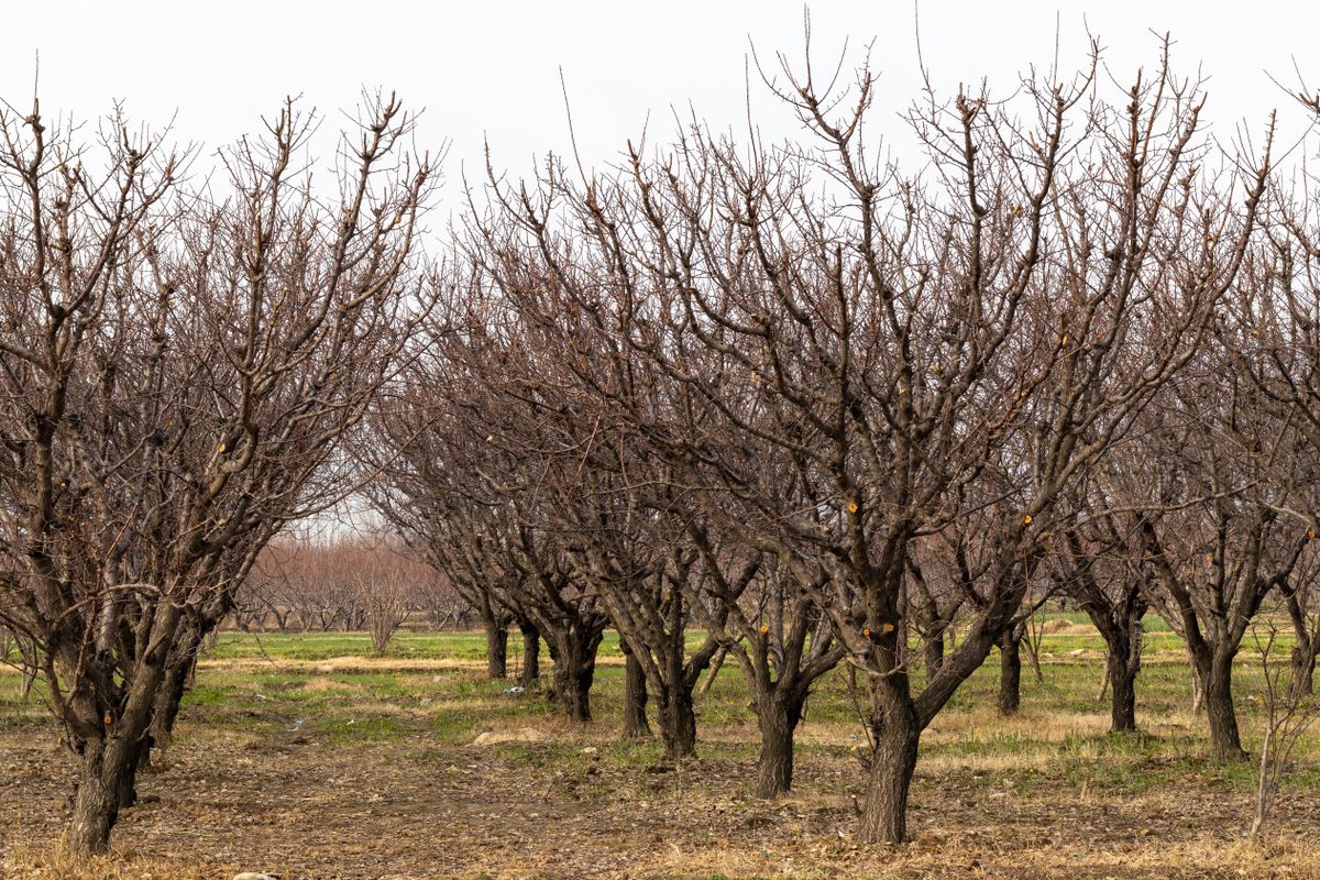 Apricot,Fruit,Farm,In,Winter,With,No,Leaves, gyümölcsösök