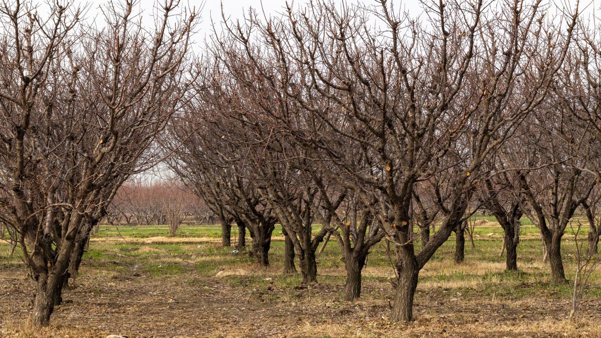 Apricot,Fruit,Farm,In,Winter,With,No,Leaves kajszibarack