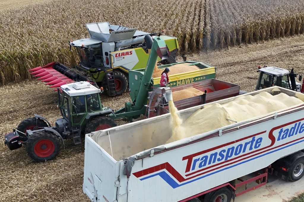 corn harvest., válság